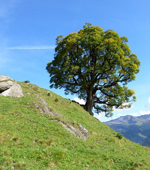 电话轰在线网页版入口